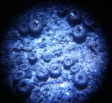 Thaxteriella pezizula image