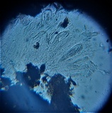 Thaxteriella pezizula image
