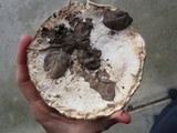 Leucoagaricus amanitoides image