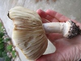 Leucoagaricus amanitoides image