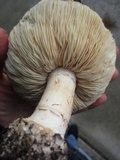 Leucoagaricus amanitoides image