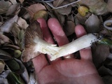 Entoloma ferruginans image