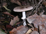 Psathyrella longistriata image