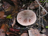 Psathyrella longistriata image