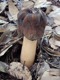 Verpa conica image