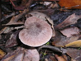 Psathyrella longistriata image