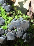 Tomentella cinereoumbrina image