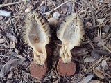 Morchella brunnea image