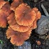 Laccaria fraterna image