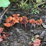 Laccaria fraterna image