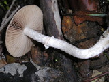 Psathyrella longistriata image