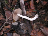 Psathyrella longistriata image