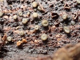 Eriopezia caesia image