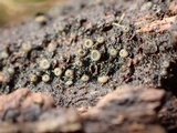 Eriopezia caesia image