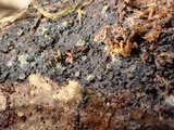 Eriopezia caesia image