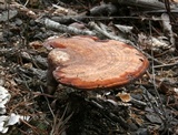 Ganoderma curtisii image