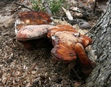 Ganoderma curtisii image