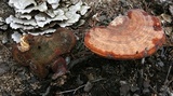 Ganoderma curtisii image