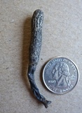 Xylaria grammica image