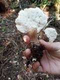 Jahnoporus hirtus image