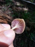 Chromosera cyanophylla image