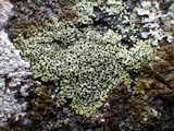 Rhizocarpon lecanorinum image