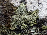 Rhizocarpon lecanorinum image