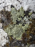 Rhizocarpon lecanorinum image