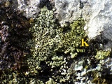 Rhizocarpon lecanorinum image