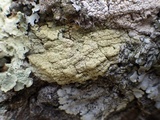 Pyrrhospora quernea image