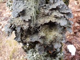 Lobaria scrobiculata image