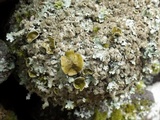 Parmelia saxatilis image