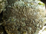 Parmelia saxatilis image