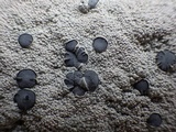 Diploschistes scruposus image