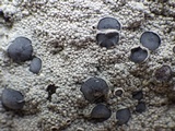 Diploschistes scruposus image