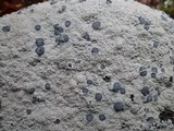 Diploschistes scruposus image