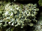 Hypotrachyna britannica image