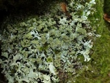 Hypotrachyna britannica image
