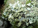 Hypotrachyna britannica image