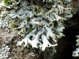 Hypotrachyna britannica image