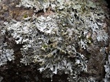 Hypotrachyna britannica image