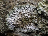 Physconia grisea image