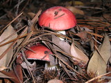 Russula cremoricolor image