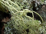 Usnea articulata image