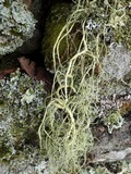 Usnea articulata image