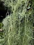 Usnea articulata image
