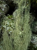 Usnea articulata image