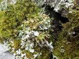 Cladonia verticillata image