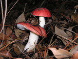 Russula cremoricolor image