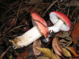 Russula cremoricolor image